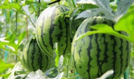 清河免费吃瓜必冲点,必冲打卡点大揭秘！