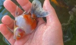 金鱼爆料视频大全集,揭秘视频大全集精彩瞬间