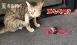 最新爆料老鼠事件新闻,最新老鼠事件引发公众关注，卫生安全问题亟待解决