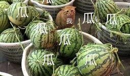 关于娱乐吃瓜的头像,揭秘明星幕后故事