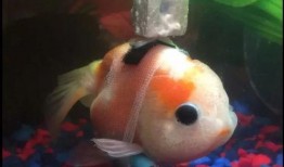 金鱼爆料视频大全集,揭秘视频大全集精彩瞬间