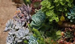 多肉小野猫免费吃瓜,揭秘植物界的甜蜜诱惑