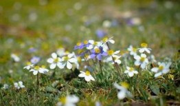 花开季节 在线观看