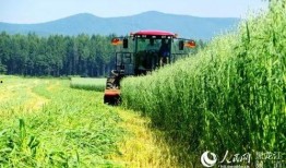 黑龙江农场爆料视频播放,揭秘农场真实生活现状