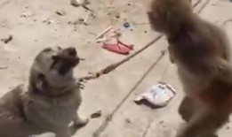猴子爆料最新消息视频