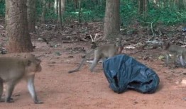 猴子爆料最新消息视频