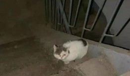 吉林猫贩子爆料视频,揭露猫贩子黑幕，动物权益引关注