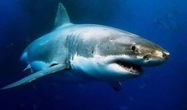 狂野鲛鲨最新爆料图片,神秘海洋生物惊现深海秘境