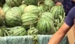 郫县网红吃瓜事件,一场网络狂欢背后的真相与反思