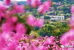 花开季节 在线观看