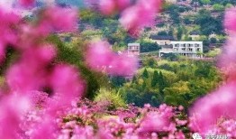 花开季节 在线观看