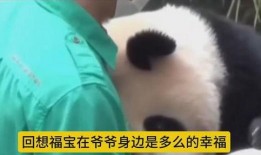 福宝爷爷的爆料视频在线观看,揭秘幕后真相，带你走进神秘世界