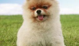 博美爆料新闻报道视频下载,独家视频下载，揭秘幕后真相