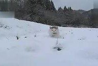 雪在线观看