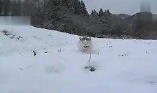 雪在线观看