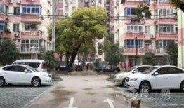 九龙小区爆料事件最新,揭秘事件背后惊人真相