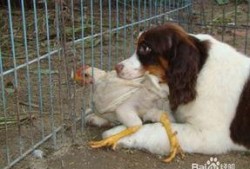 吃鸡宠物爆料最新,揭秘游戏内隐藏的萌宠养成秘籍