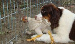 吃鸡宠物爆料最新,揭秘游戏内隐藏的萌宠养成秘籍