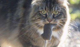 多肉小野猫免费吃瓜,揭秘植物界的甜蜜诱惑