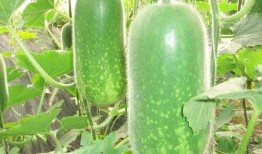 网红旅游吃瓜走红图片高清,高清图片揭秘网红美食之旅