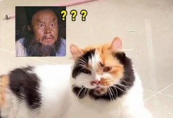 新闻爆料奇怪的猫咪视频,这是外星生物吗？