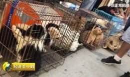 吉林猫贩子爆料视频,揭露猫贩子黑幕，动物权益引关注
