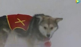 吃瓜群众二哈舔屏视频免费观看,吃瓜群众狂欢时刻！