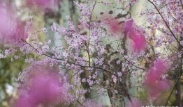 花开季节 在线观看