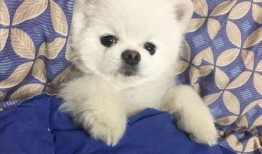 博美爆料新闻报道视频下载,独家视频下载，揭秘幕后真相