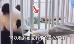 福宝爷爷的爆料视频在线观看,揭秘幕后真相，带你走进神秘世界