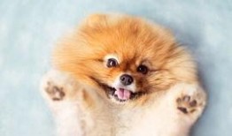 博美爆料新闻报道视频下载,独家视频下载，揭秘幕后真相