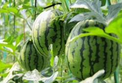 清河免费吃瓜必冲点,必冲打卡点大揭秘！