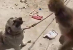 猴子爆料最新消息视频